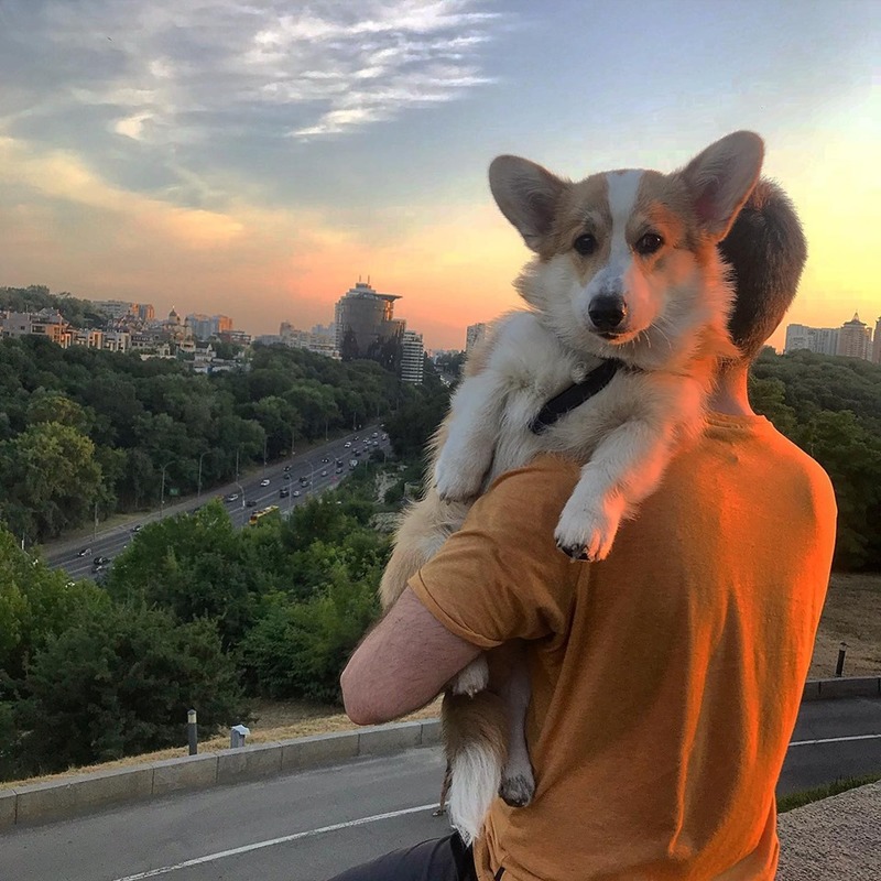 Источник: Loyd The Corgi, FB